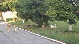 Собачья свадьба в Беловодске