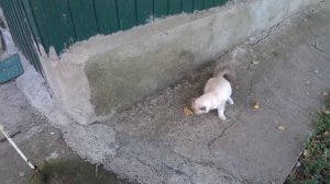 ЖИВЕМ НА КУБАНИ? КОТЯТА ЗНАКОМЯТСЯ С МИКОЙ И КУРОЧКАМИ?? ОЧЕРЕДНОЙ РЕМОНТ В САРАЕ? ОГУРЦЫ РАДУЮТ