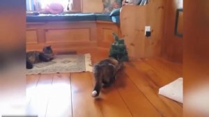 ТОП-10 САМЫХ ТУПЫХ КОТОВ