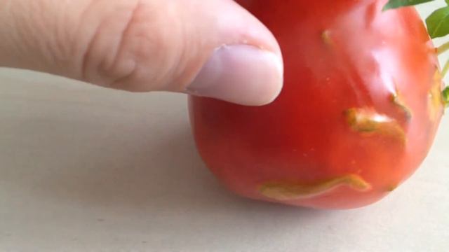 Проросший помидор смотреть онлайн