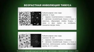 Про метаболизм и старость