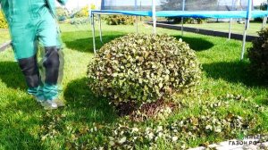 Стрижка кустарник - спирея