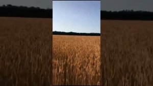 Ставрополье (песня).mp4