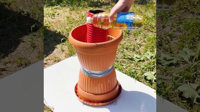 Полезные советы по выращиванию растений, которые вы легко сможете повторить!