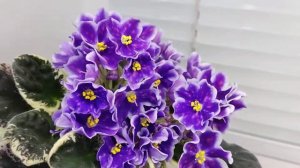 Фиалка ВаТ-Вероника