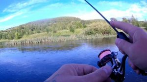 Мормышинг. Приманка определенно имеет значение. Ультралайт по мирной рыбе