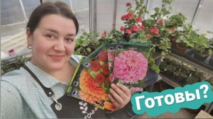 Обзор цветочной теплицы Весна - 2023 | Из теплицы в магазин!