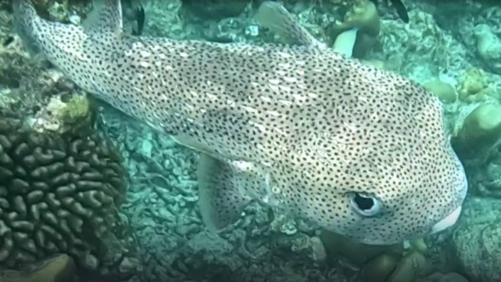 Рыба шар, Adaaran Select Meedhupparu, Мальдивы