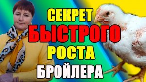 Секрет БЫСТРОГО роста бройлера.