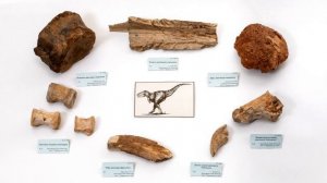 Saint-Petersburg Mining Museum's paleontological collection