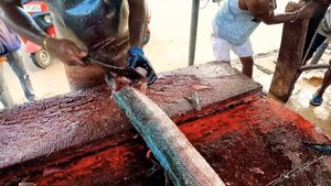 Amazing fish cut | HUGE BARACUDA FISH | fish cutting skill in sri lanka | ඌලාවා