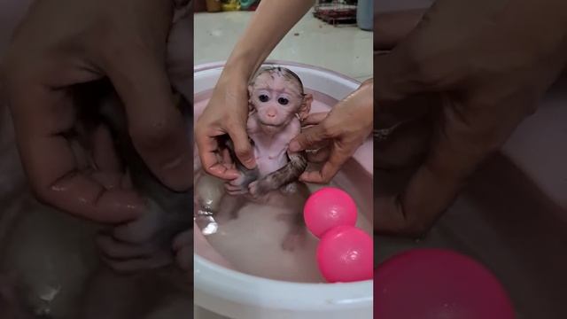 КОНФЛИКТ ФАРЫ и КУЗЬМИНОВА. Дивнич — Касымбай. Хадис VS Хусейн. Рофаль — Пирматов — Кадиев. Гран-при
