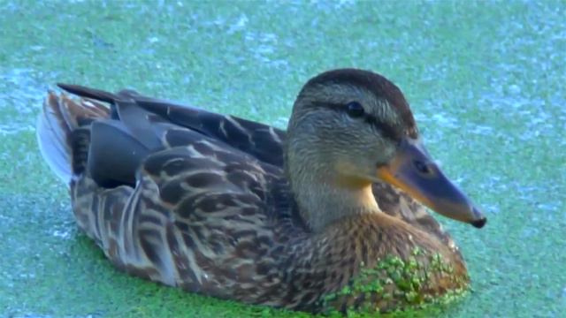 утки и пруды в Тюмени смотреть онлайн