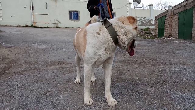 Бала Финалист ТИ чемпионата Балканабада САО Turkmen it alabay Central Asian Work Dogs Alabai смотреть онлайн