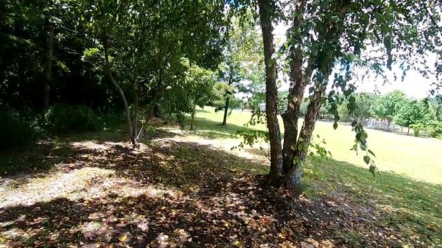 River Birch (Betula nigra) смотреть онлайн