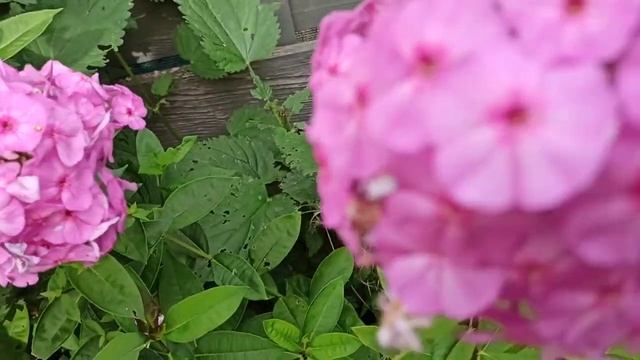 Розовые флоксы на даче. смотреть онлайн