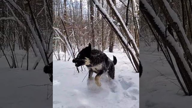 Огромный и смешной Испанский мастиф ♥️