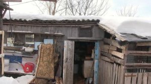 Голуби Ульяновска и Ульяновской области