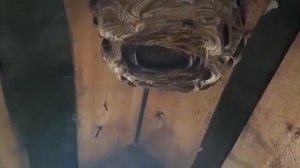 гнездо шершня,травлю шершней, борьба с шершнями,пушкинские горы'bees, hornet 1.09.2020,