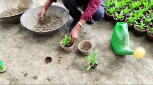 calendula flowers  लगाने का सबसे अच्छा तरीका देखिए / Best Way to grow Calendula flower plants