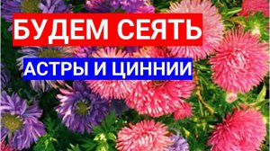 БУДЕМ СЕЯТЬ ЦИННИИ И АСТРЫ НА РАССАДУ В АПРЕЛЕ - ДВА ЛЮБИМЫХ ОДНОЛЕТНИХ ЦВЕТКА