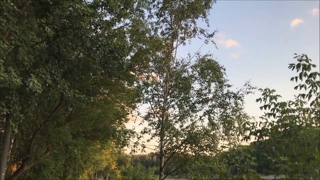 Лосиноостровский пруд. Красивое место для прогулок и утки!