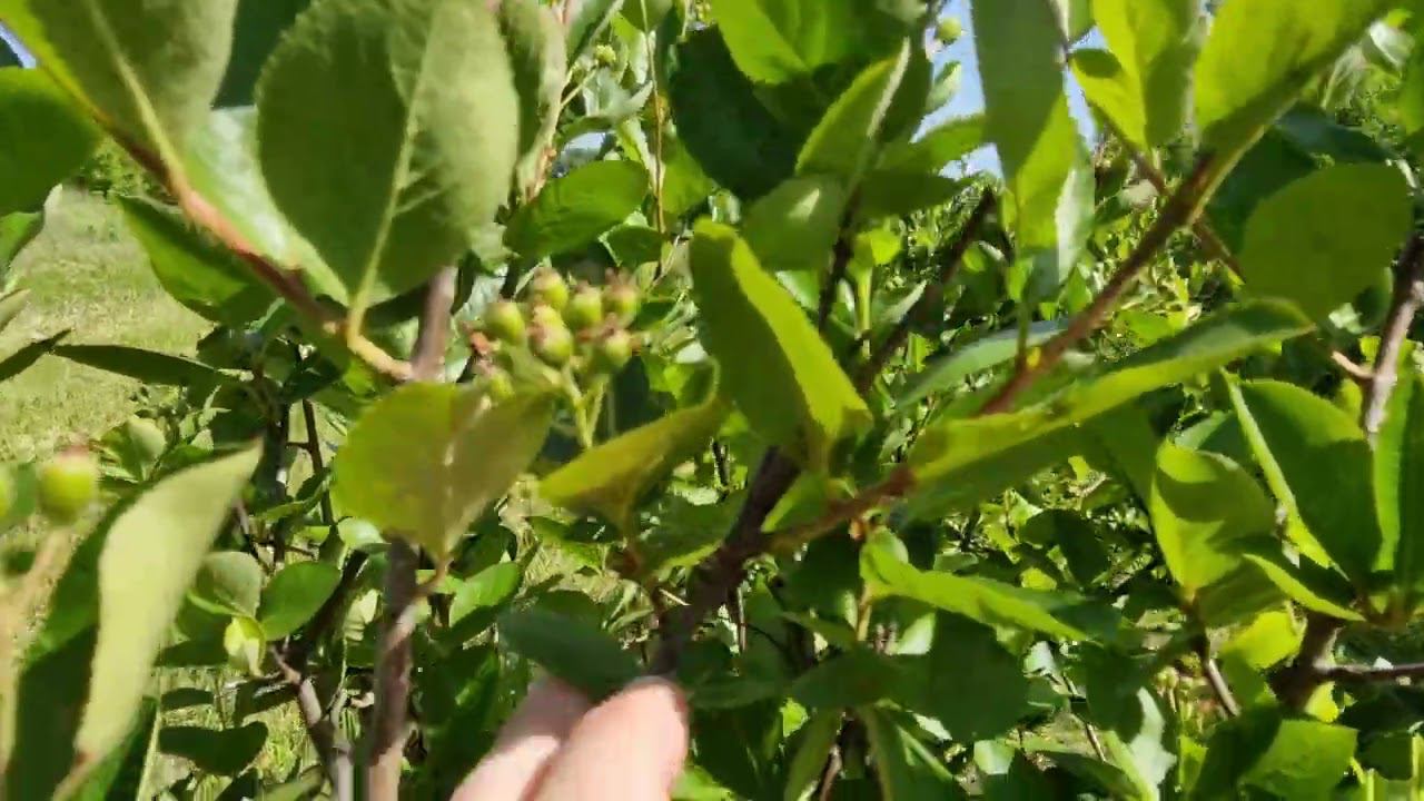 Размножение аронии методом зеленого черенкования