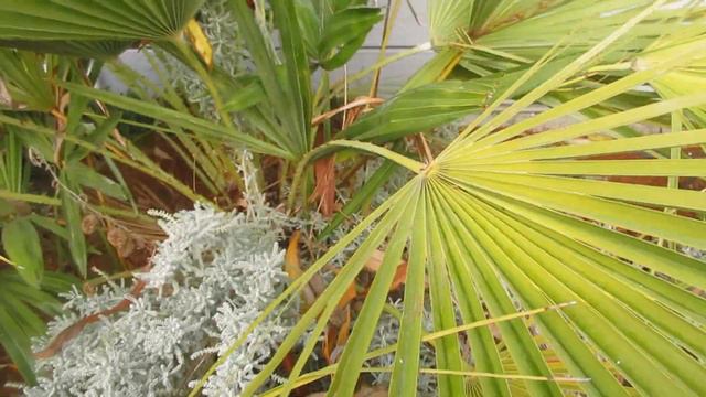 Chamaerops humilis palm growing in front of a bank on SSI