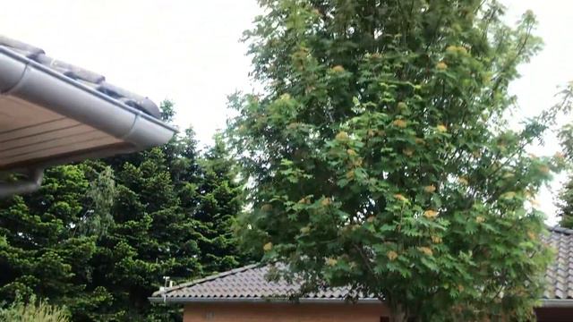 Rhododendron around home#Ramesh G’s Good life#beautiful summer# Denmark# daughter# смотреть онлайн