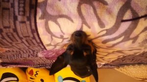 Факты о породе той терьер стоит ли их заводить и как воспитывать