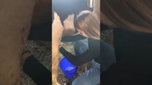 Анастасия доит КОРОВУ! Первый опыт!