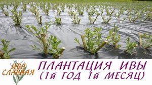 Ива Славная:  Обзор плантации ивочки - 1й год 1й месяц (22.05.2023)