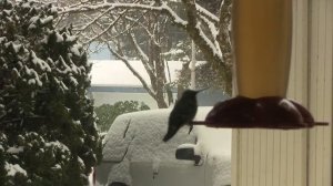 Anna's Hummingbird; Snow Day. Колибри (калипта анны) и снег (2248sp)