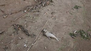 Кто убил рыбу в Волге? Массовый мор рыбы на Куйбышевском водохранилище