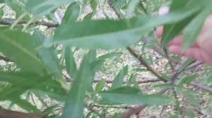 Миндаль. Первый урожай, спустя 4 года