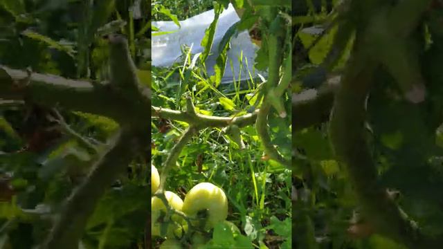 Томаты в открытом грунте
