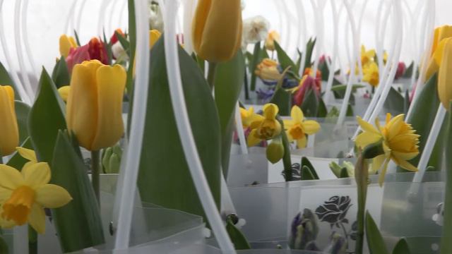 Цветы для милых дам смотреть онлайн