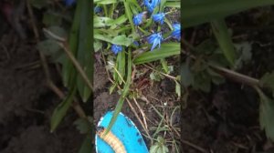 16.04.20.   Гусеница-личинка