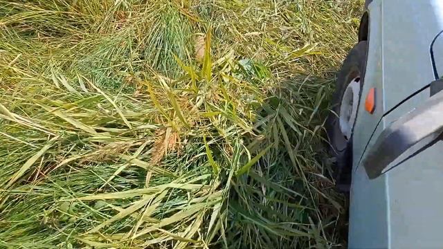 Как бороться с тростником?ВАЗ 2109 пробивает дорогу в Камышах.) смотреть онлайн