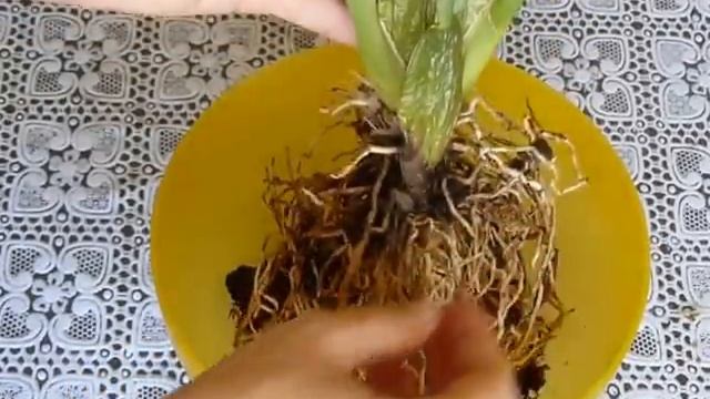 ✅ Орхидея #Камбрия. Пересадка уценки после цветения. Полив и уход. смотреть онлайн