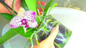 Пересадка орхидеи Клеопатра / Cleopatra, из ЛЕТНЕЙ ПОКУПКИ.  Как Нарастить корни Орхидеи, в горшке.