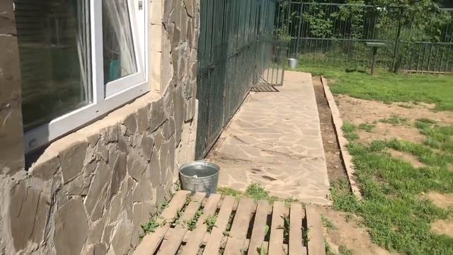 Питомник кане корсо и минибулек "Из Созвездия Адомаса". Мини обзор.