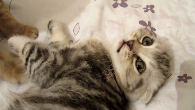 Мама Ника и плюшка. Шотландские вислоухие  кошки. Nick and bun's mom. Scottish fold cats. смотреть онлайн