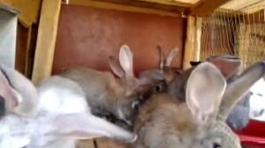 Лучшие большие породы кроликов: Серый Великан.