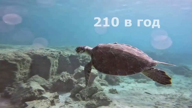 Турция 2. Эгейское побережье: Фетхие,  Гечек, Олюдениз, Бабадаг, Дальян, Саклыкент