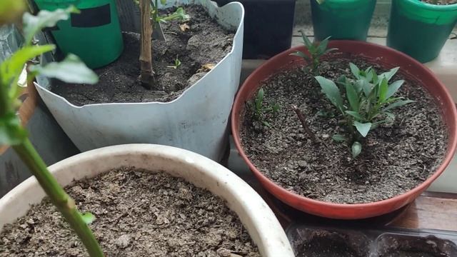 ОБЗОР ТОВАРОВ ДЛЯ РАССАДЫ! ЧТО КУПИЛА?! ЧТО ВЗОШЛО?! смотреть онлайн