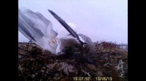 Это птица Халей, она же Восточная клуша, а так же Западно-Сибирская, или Серебристая, чайка.