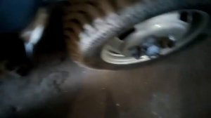 Ответ по разваркам на газель