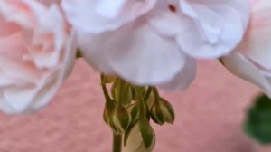 Пеларгония Ю-Кэлушарий (первое цветение), пион и другие пеларгонии