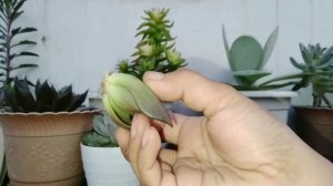 Propagate echeveria black prince by cutting|for BEGINNERS